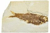 Fossil Fish (Knightia) - Green River Formation #233157-1